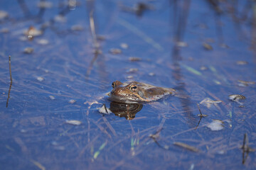 Water frog Pelophylax and Bufo Bufo in mountain lake with beautiful reflection of eyes Spring Mating