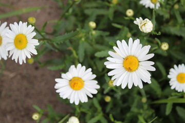 five or more camomile flowers with small white petals and a yellow orange center in the green grass...