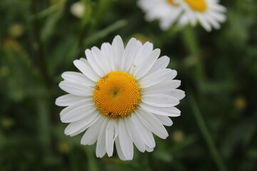 flora flower chamomile flower with many small white petals and a yellow or orange middle close up on top with a place to insert text