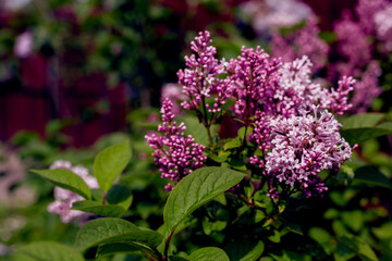 Obraz premium purple lilac flowers