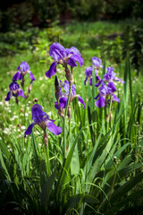 purple iris flower