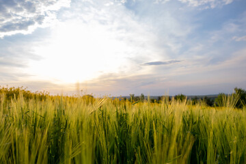 Close up of green wheat heads growing in agricultural field in spring.