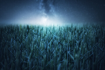 Ein Feld mit Weizen bei Nachthimmel und Lichter © ohenze