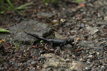 Alpensalamander