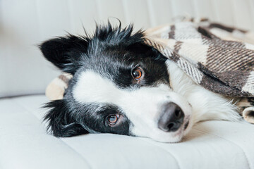 Funny puppy dog border collie lying on couch under plaid indoors. Lovely member of family little dog at home warming under blanket in cold fall autumn winter weather. Pet animal life concept.