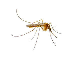 Infectious Dengue Mosquito Insect Isolated on White. Leishmaniasis, Encephalitis, Yellow Fever, Malaria, Mayaro Disease or Zika Virus Infected Mosquitoe Parasite Macro