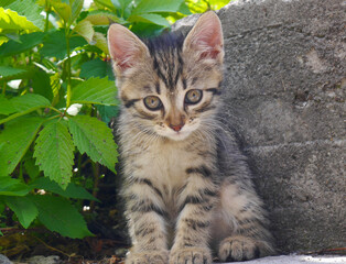 Naklejka premium Macro photo cute kitten sitting in the garden and green grass.