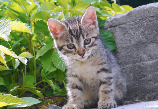 Macro photo cute kitten sitting in the garden and green grass.