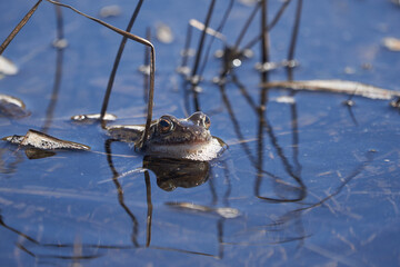 Water frog Pelophylax and Bufo Bufo in mountain lake with beautiful reflection of eyes Spring Mating
