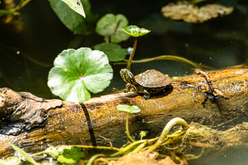 Baby Turtle