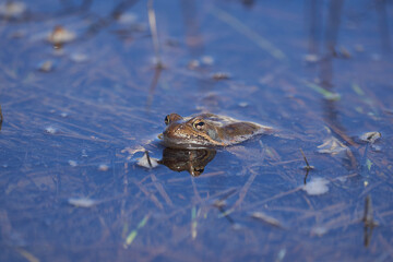Water frog Pelophylax and Bufo Bufo in mountain lake with beautiful reflection of eyes Spring Mating