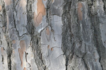 corteccia orizzontale albero