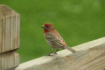 Male House Finch