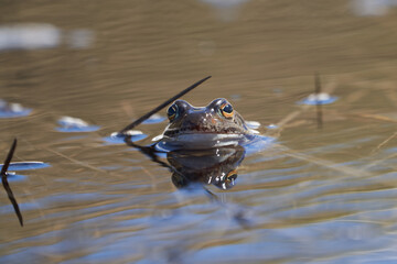 Water frog Pelophylax and Bufo Bufo in mountain lake with beautiful reflection of eyes Spring Mating
