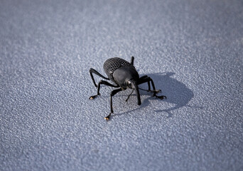 Strange insect on blue background.
