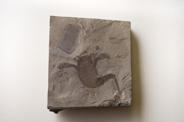 Exposed fossil of a eurypterus on a fossilized sediment plate