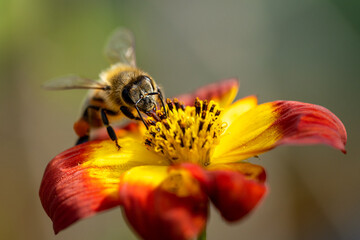 Nahaufnahme einer Biene auf der Suche nach Blütenstaub