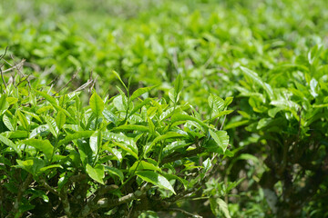 fresh tea leaf, in a tea plantation