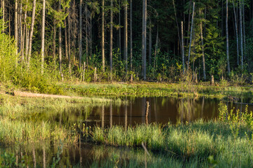 swamp evening water spring lake