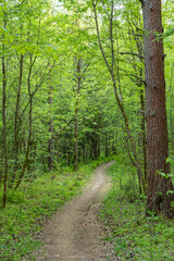 evening forest road pathway 