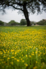Fototapeta premium Field of Dandelions