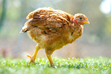 Hen feed on traditional rural barnyard. Close up of chicken standing on barn yard with green grass. Free range poultry farming concept.