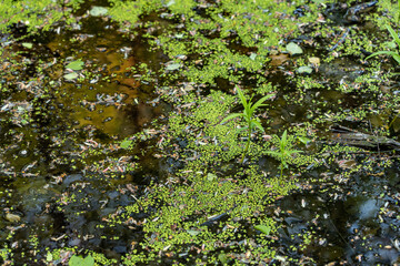 Obraz na płótnie Canvas swamp evening water