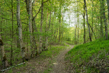 Fototapeta na wymiar evening forest road pathway 