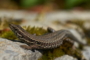 common wall lizard podarcis muralis Reptile Close up Portrait Clear