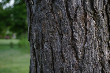 tree bark texture