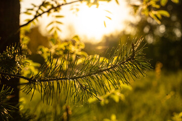 sunset sun evening forest trees 