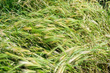 green grass in the wind