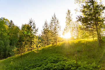 sunset sun evening forest trees