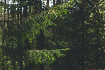 Sunny summer day in the forest. green spruse brunch