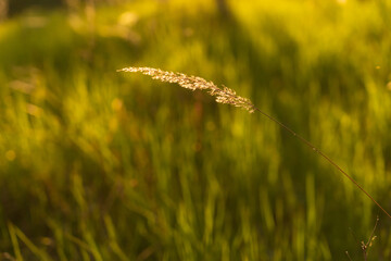 sunset sun evening ear spike
