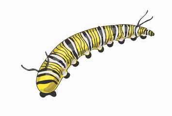Stock vector illustration. The caterpillar of the Monarch butterfly, it is yellow with black and white stripes. Drawing isolated on white background