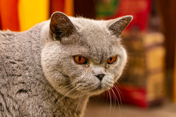 domestic Cat face Britain eyes