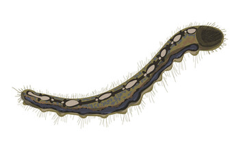 Stock vector illustration. The caterpillar is brown, it is fluffy. Drawing isolated on white background