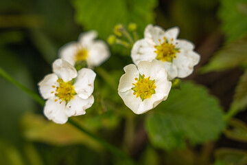 strawberry flower spring sun