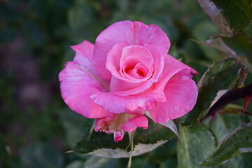 pink rose flower