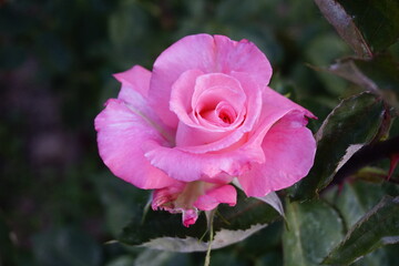 pink rose in garden