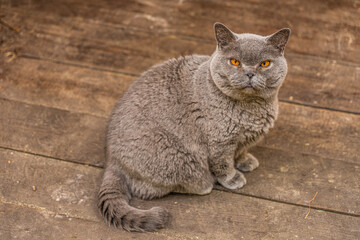 domestic Cat sitting Britain male