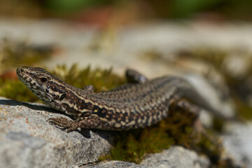 common wall lizard podarcis muralis Reptile Close up Portrait Clear