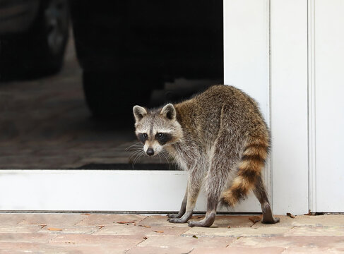 Curious, sick and confused raccoon caught looking into glass front doors of a home in broad daylight. 

