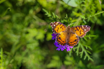 Monarch Butterfly