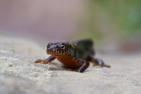 Alpine newt Ichthyosaura alpestris Amphibian Orange Belly