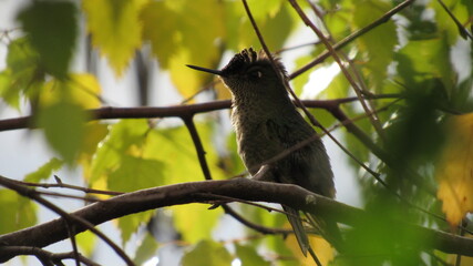 colibríes, picaflor