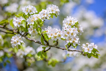 Spring. Pear blooms. Flowers in the foreground.