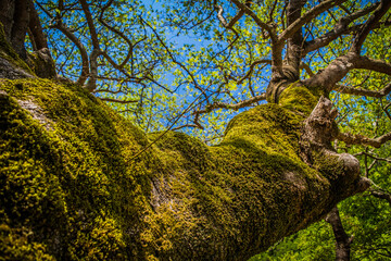 Shot of large tree trunk covered in green moss at a forest in Lefkada island, Greece