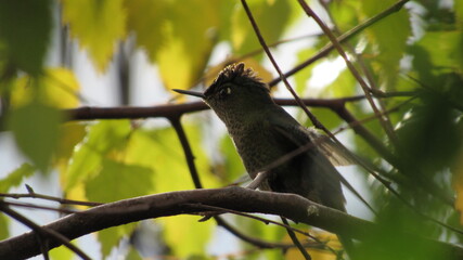 colibríes, picaflor